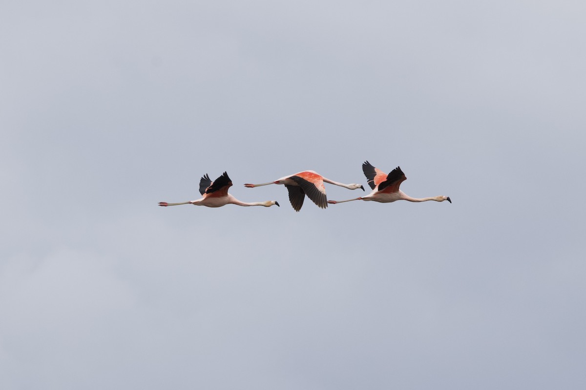 Flamant du Chili - ML642152424