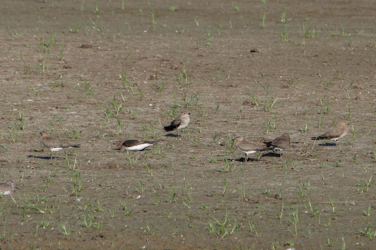 Collared Pratincole - ML642152428