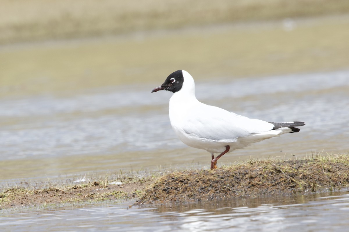 Andean Gull - ML642152439