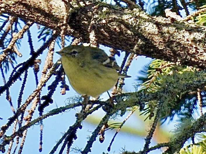 Blackpoll Warbler - ML642152442