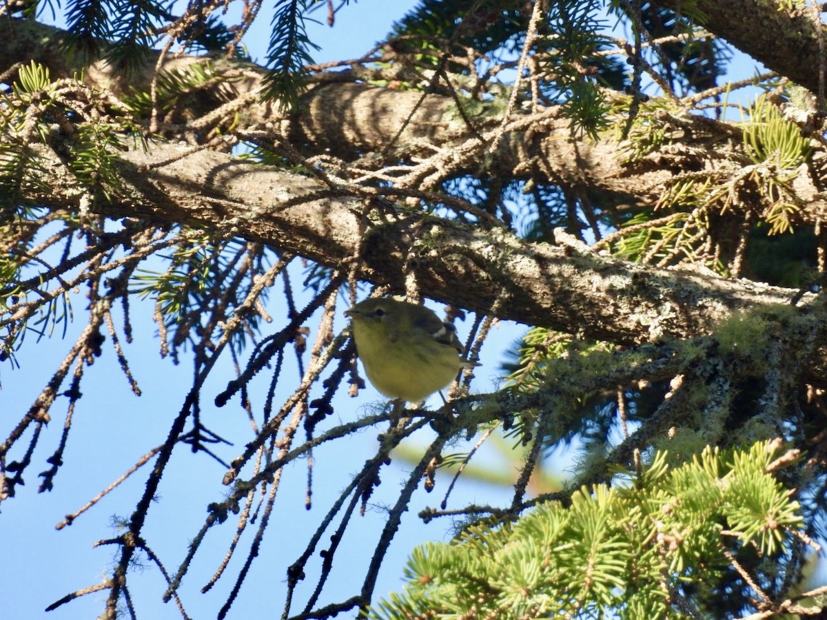 Blackpoll Warbler - ML642152443
