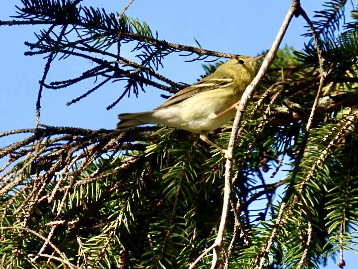 Blackpoll Warbler - ML642152444