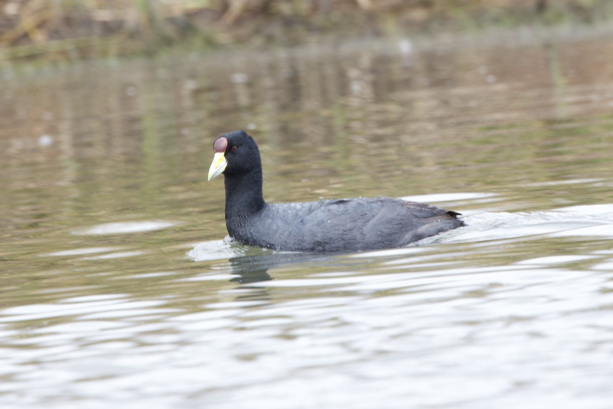 Slate-colored Coot - ML642152452