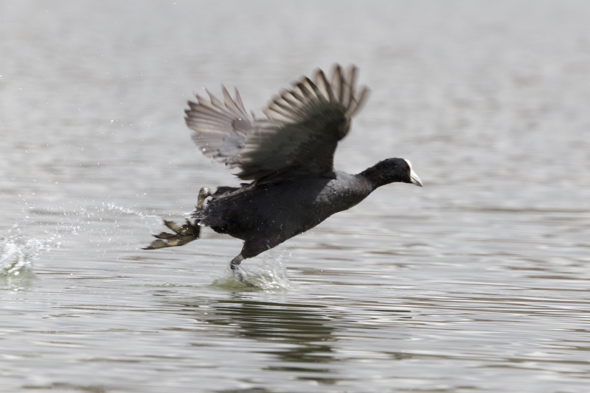 Slate-colored Coot - ML642152454