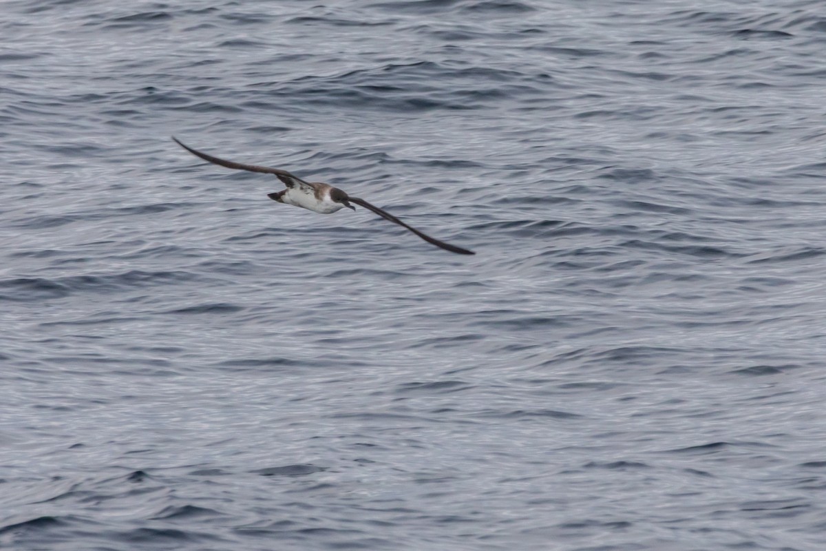 Great Shearwater - ML642152459
