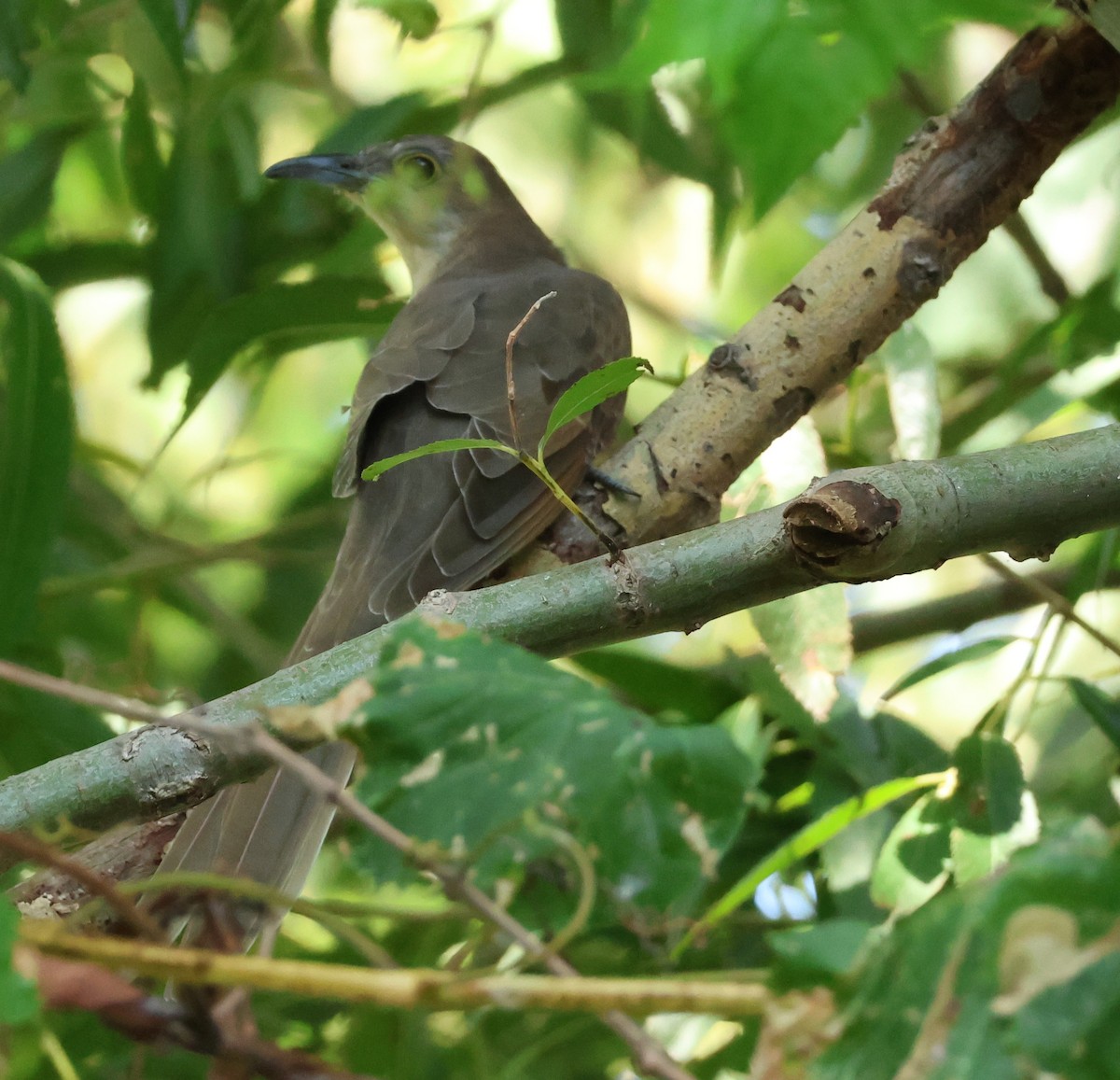 Black-billed Cuckoo - ML642152464