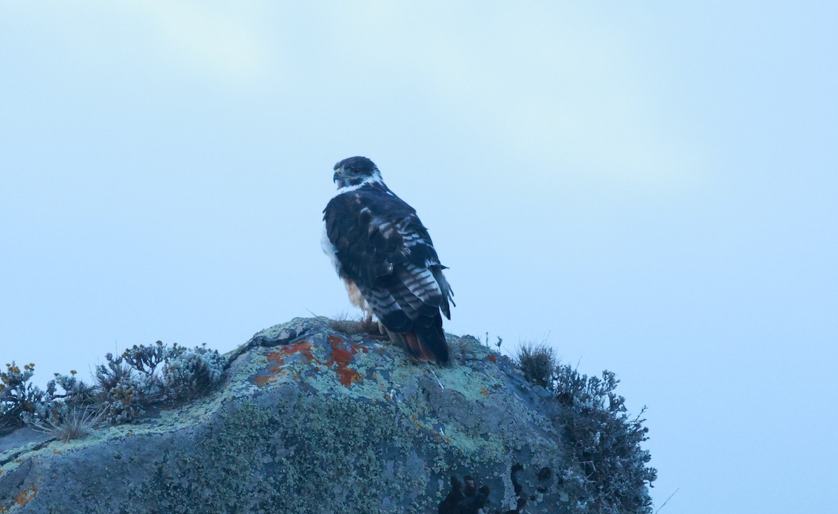 Augur Buzzard - ML642152465