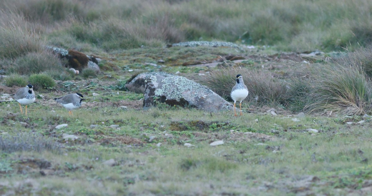 Spot-breasted Lapwing - ML642152468
