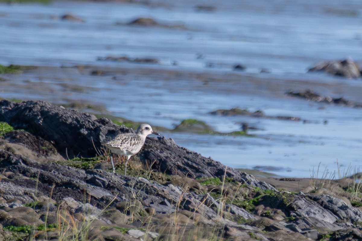 Black-bellied Plover - ML642152473