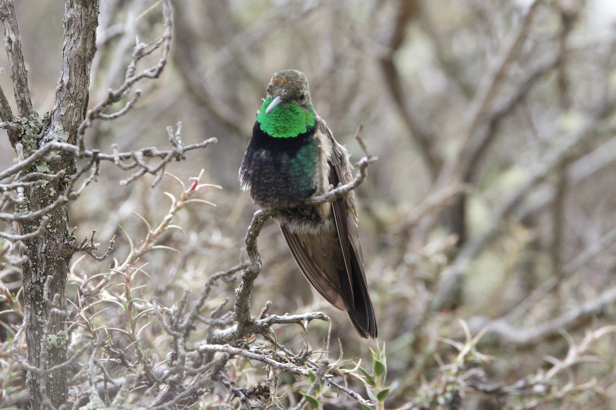 Black-breasted Hillstar - ML642152475