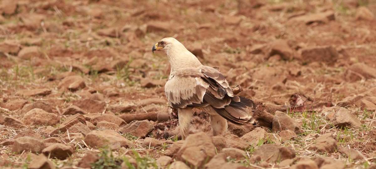 Tawny Eagle - ML642152479