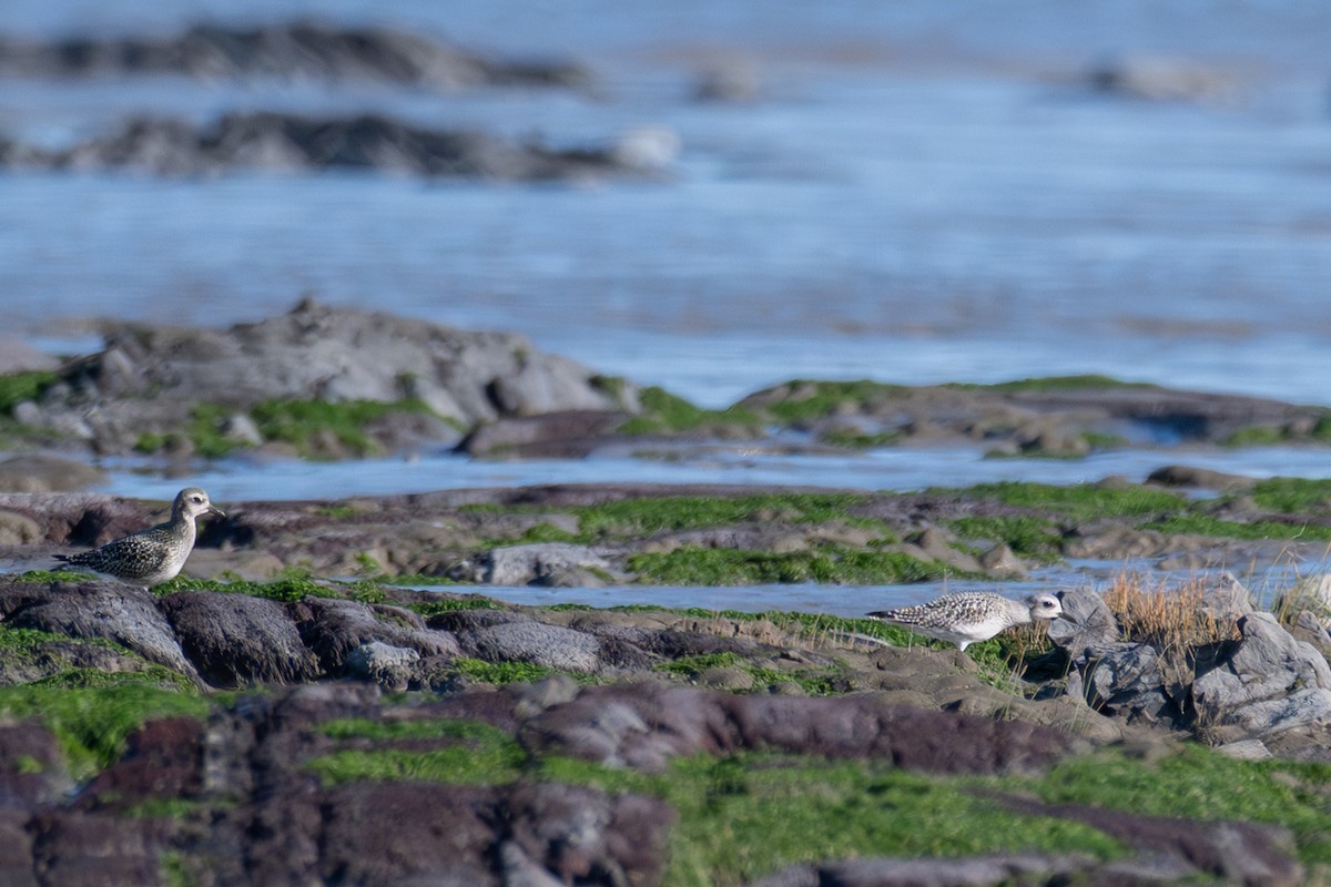 Black-bellied Plover - ML642152484