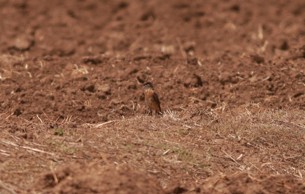 Rusty-breasted Wheatear - ML642152491