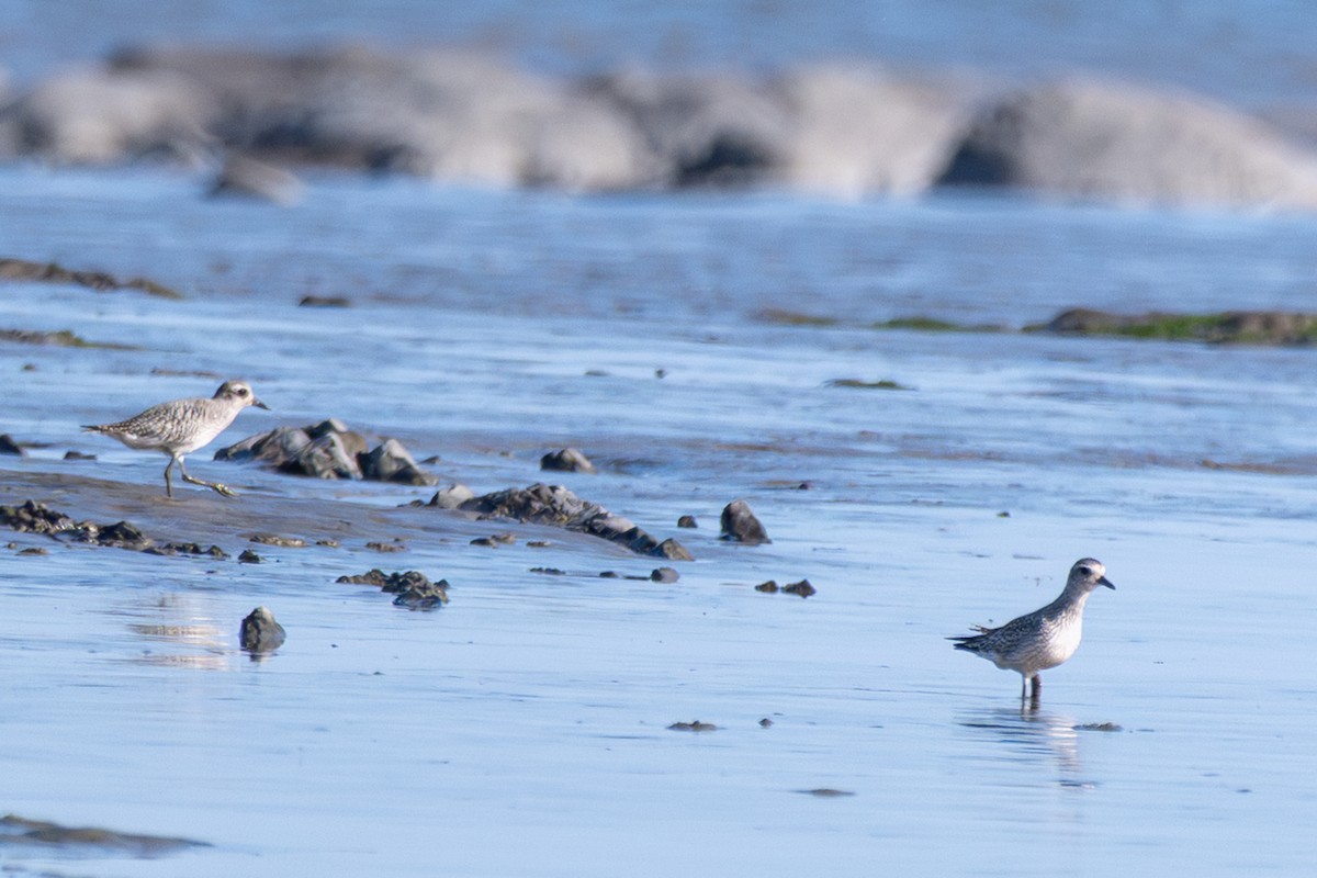 Black-bellied Plover - ML642152496