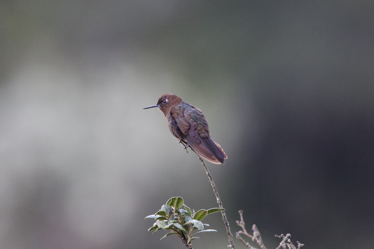 Coppery Metaltail - ML642152509