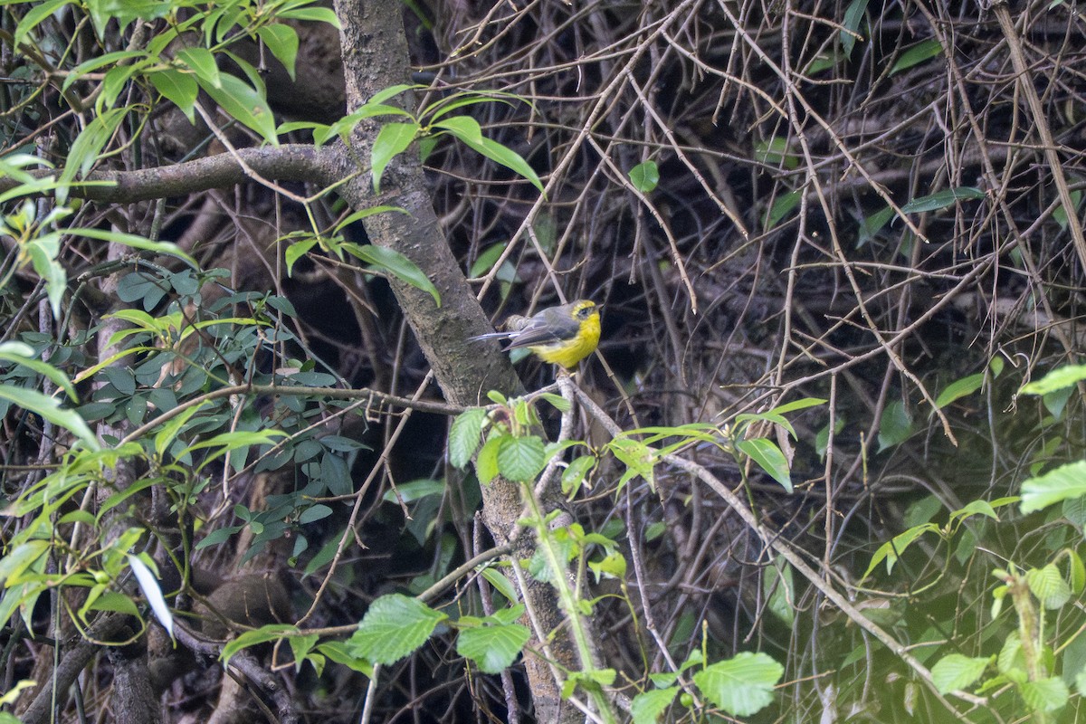 Yellow-bellied Fairy-Fantail - ML642152528