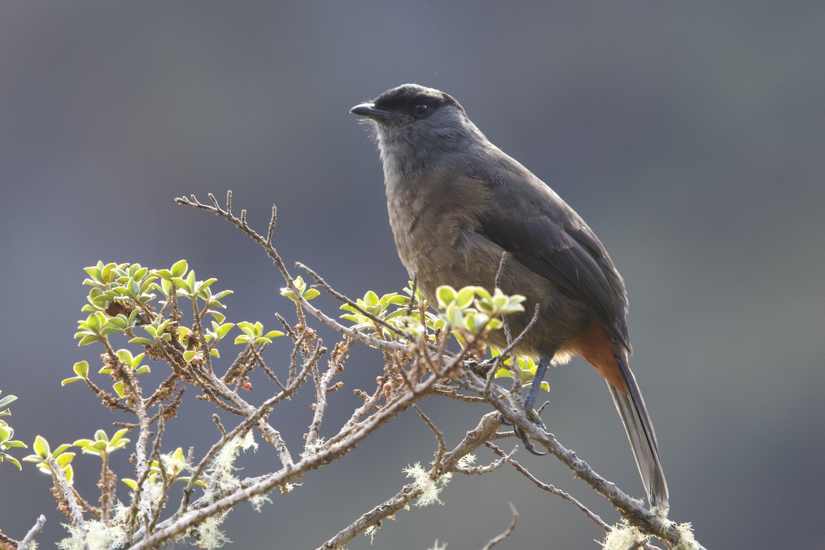Bay-vented Cotinga - ML642152532
