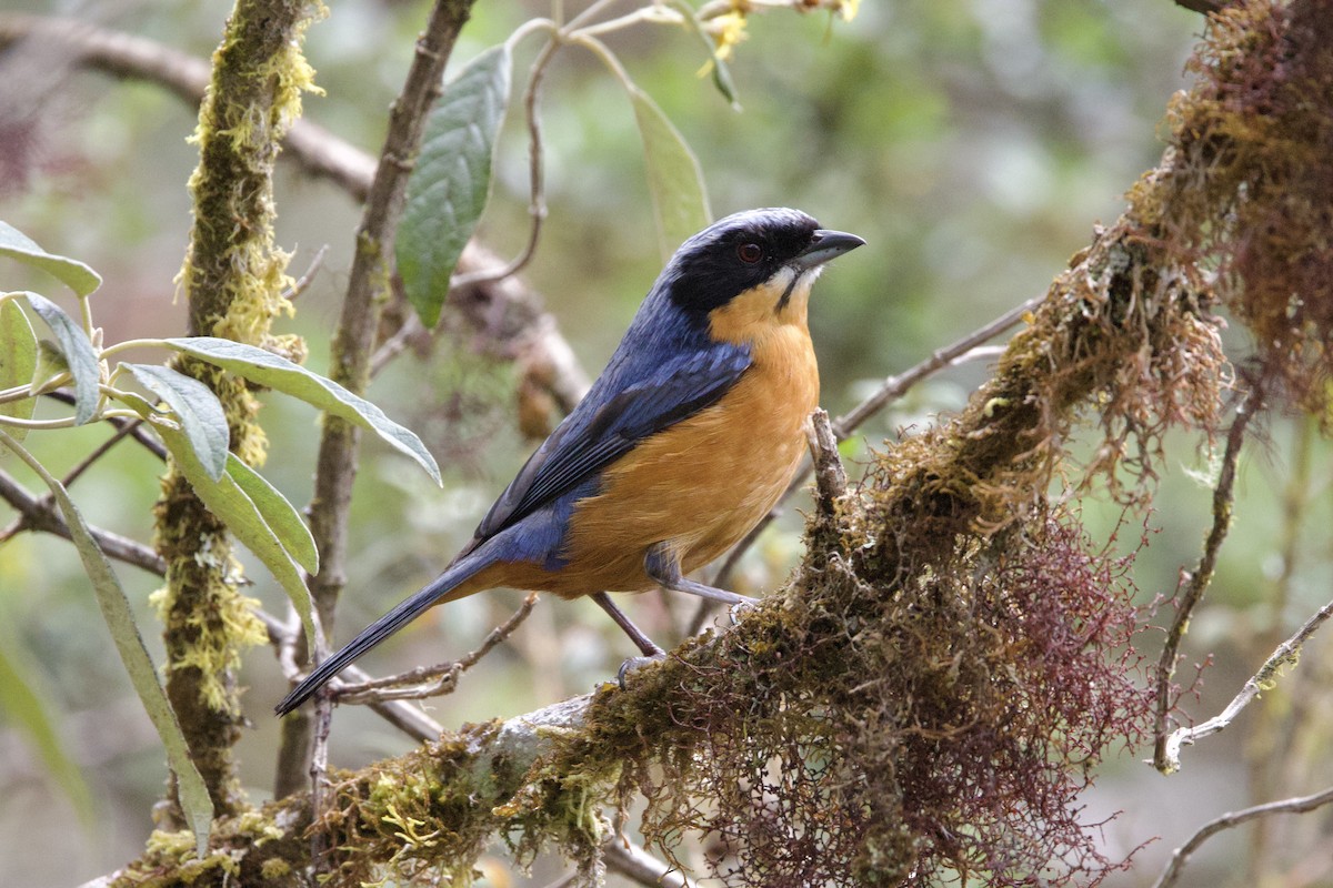 Chestnut-bellied Mountain Tanager - ML642152543