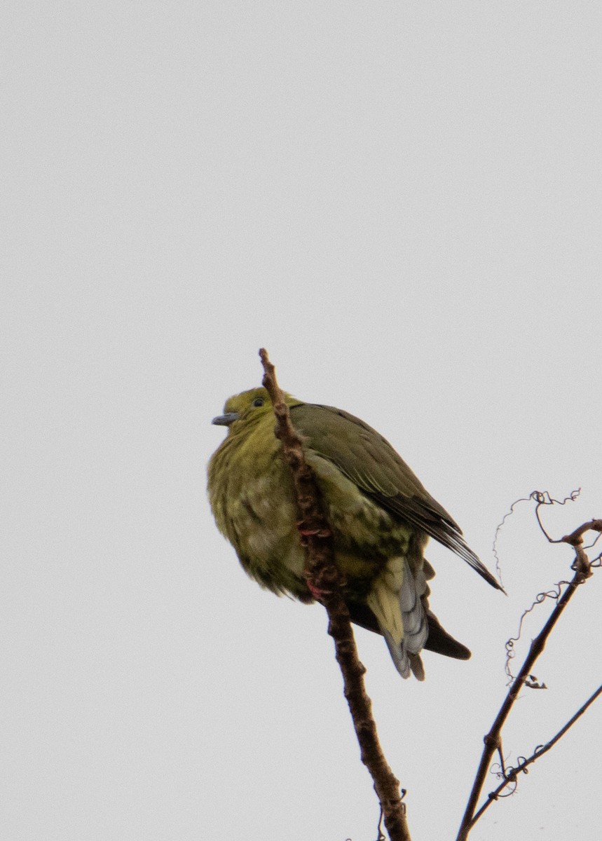 Wedge-tailed Green-Pigeon - ML642152544