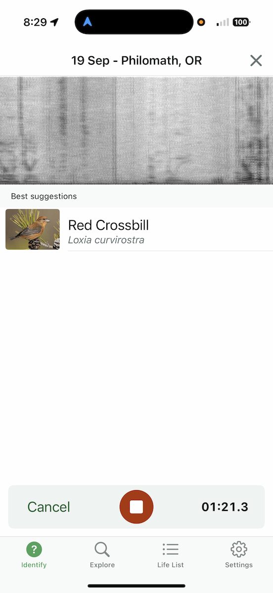 Red Crossbill - ML642152552