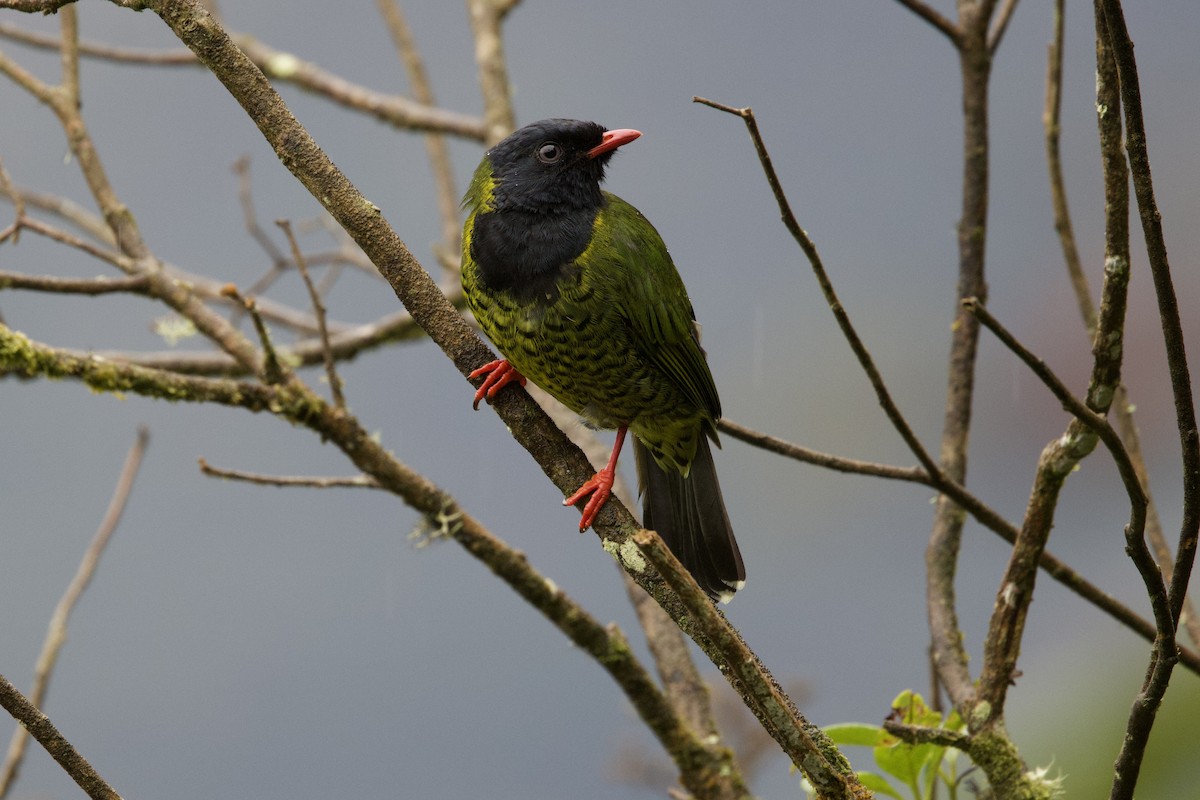 Band-tailed Fruiteater - ML642152557