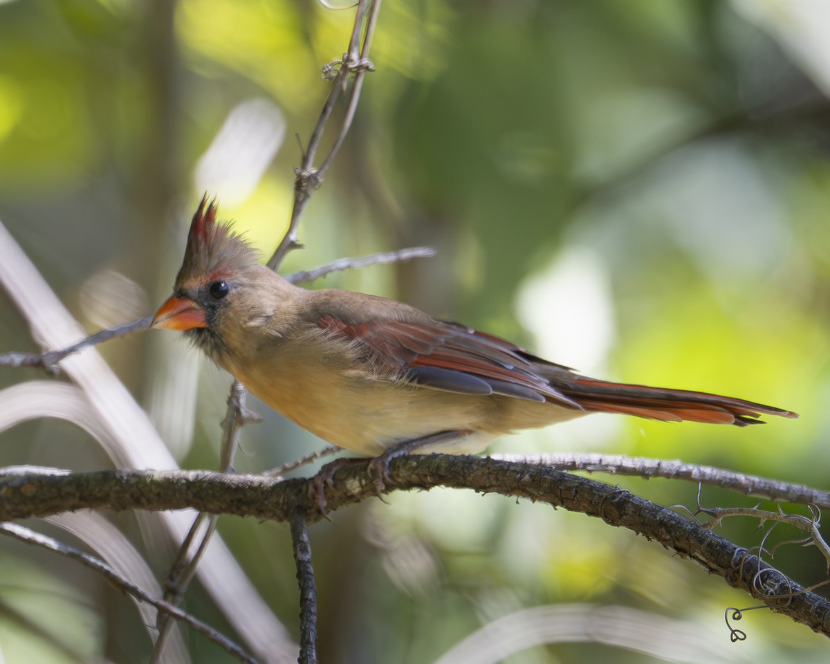 Northern Cardinal - ML642152559