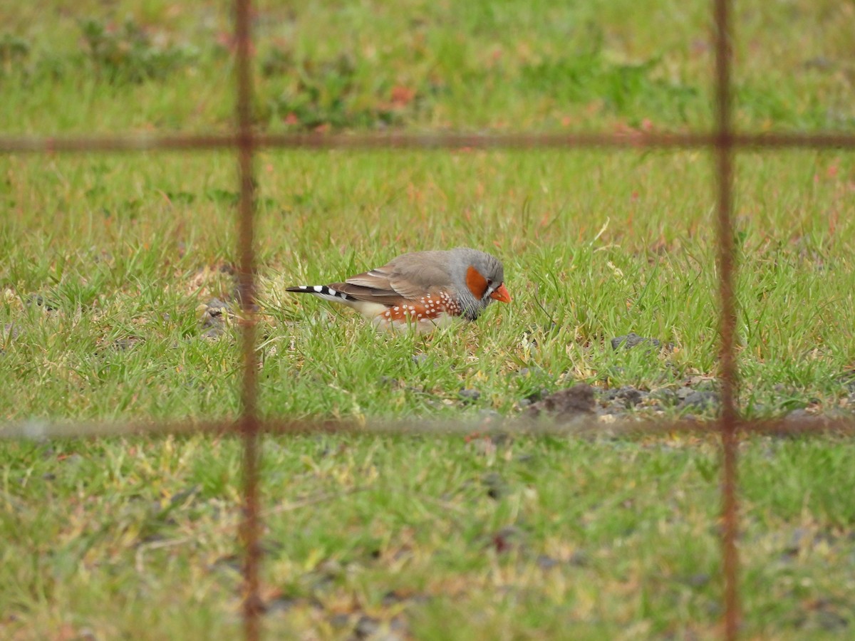 キンカチョウ - ML642152572