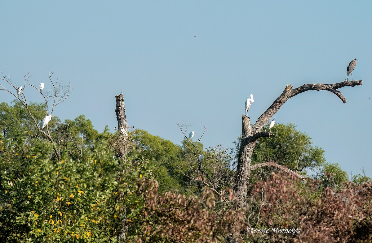 Schmuckreiher - ML642152576