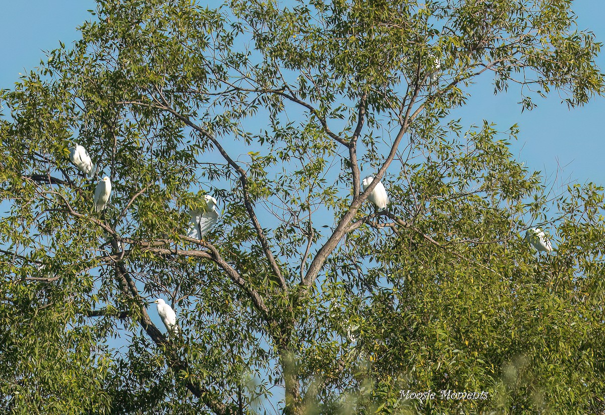 Schmuckreiher - ML642152577