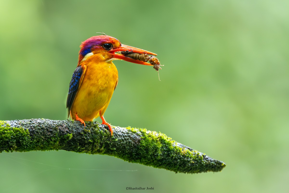 Black-backed Dwarf-Kingfisher - ML642152588