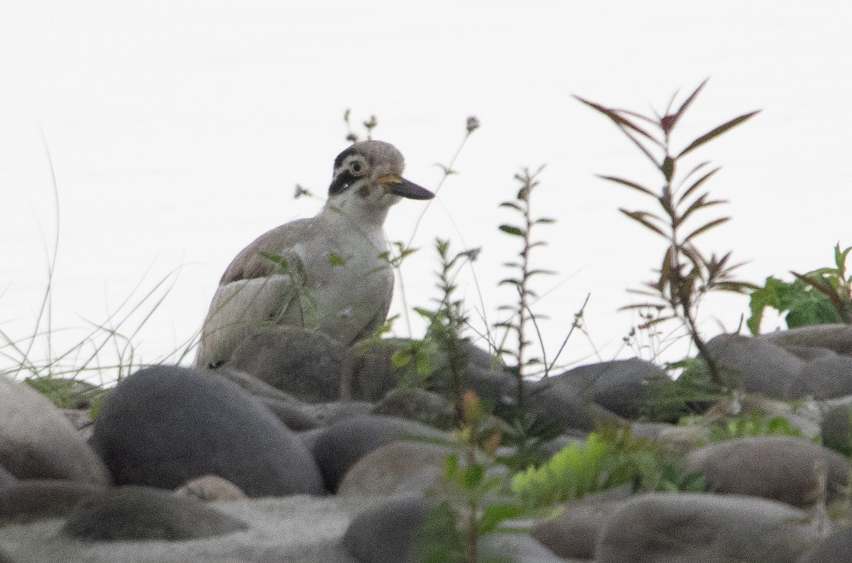 Great Thick-knee - ML642152594