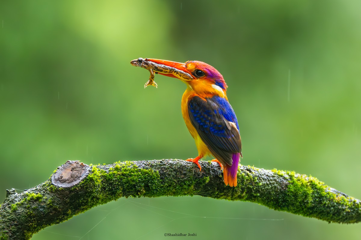 Black-backed Dwarf-Kingfisher - ML642152605