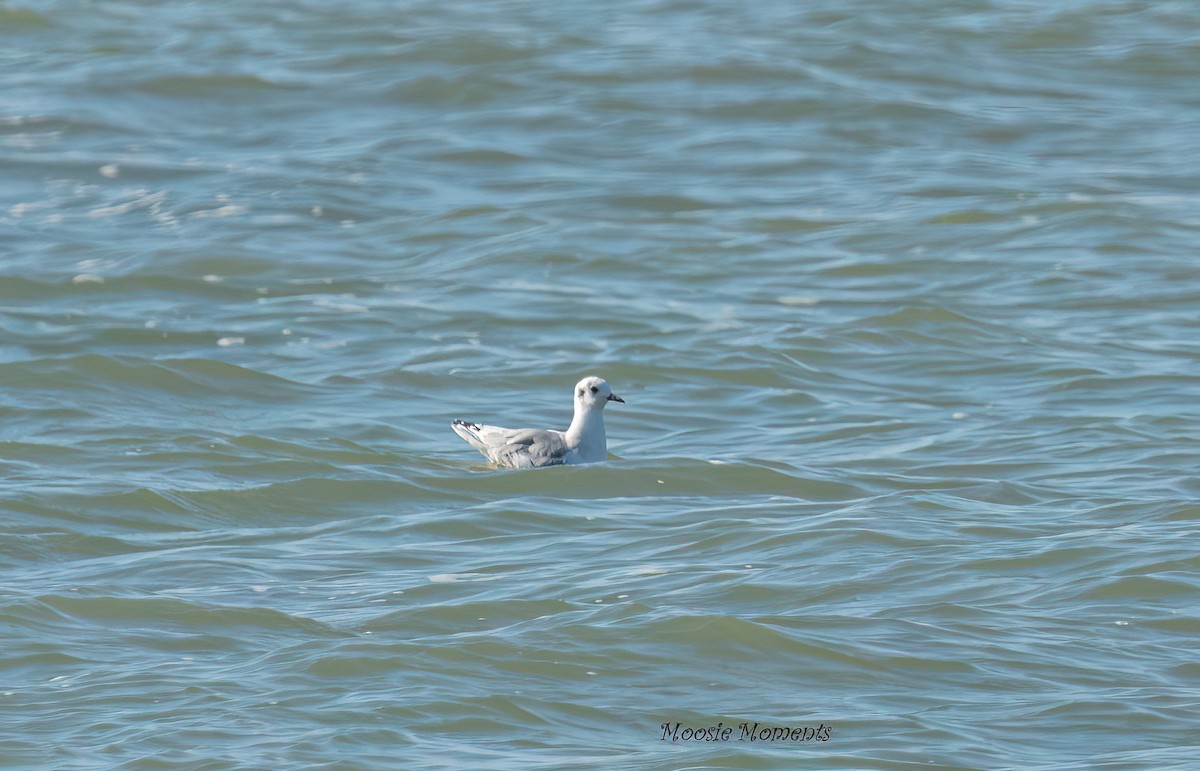 Bonapartemöwe - ML642152617