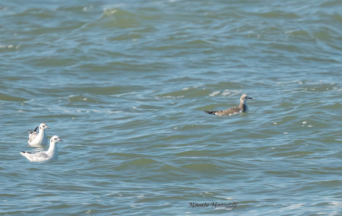 Bonapartemöwe - ML642152641