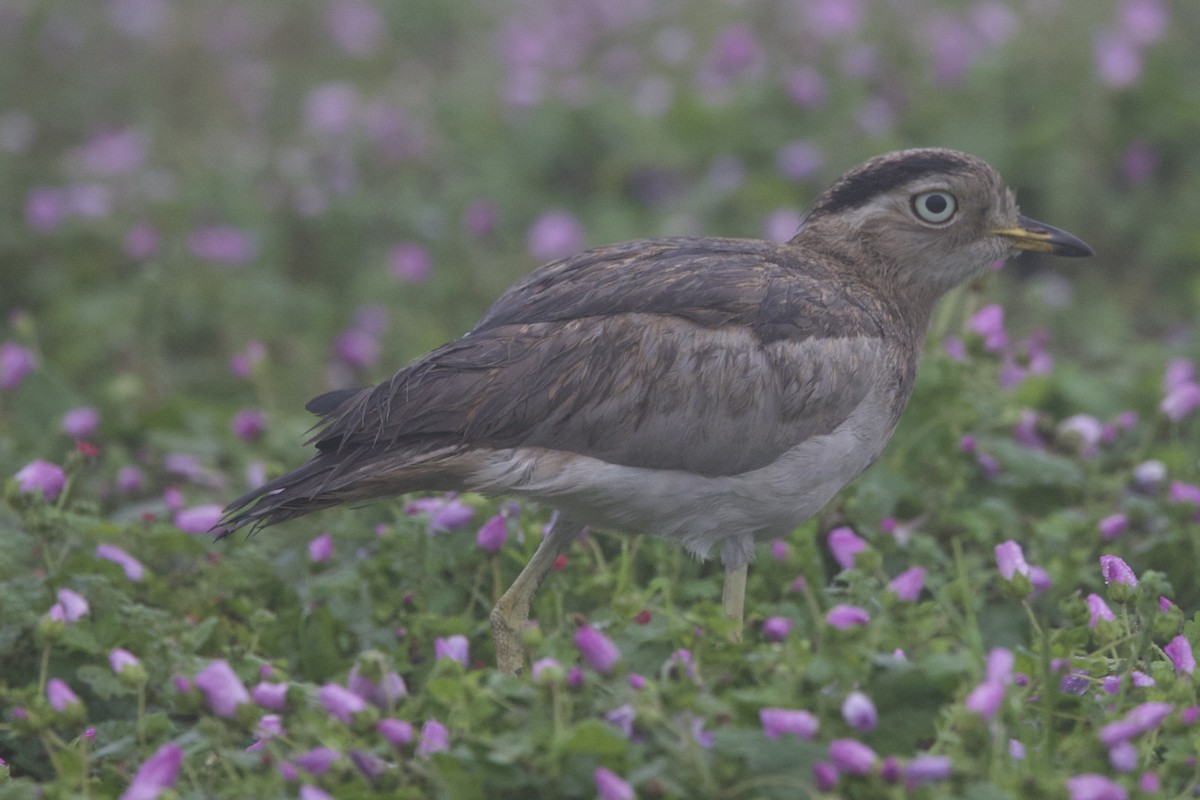 Peruvian Thick-knee - ML642152644