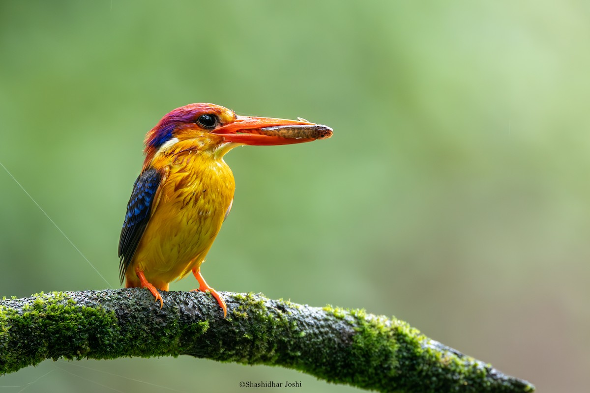 Black-backed Dwarf-Kingfisher - ML642152664