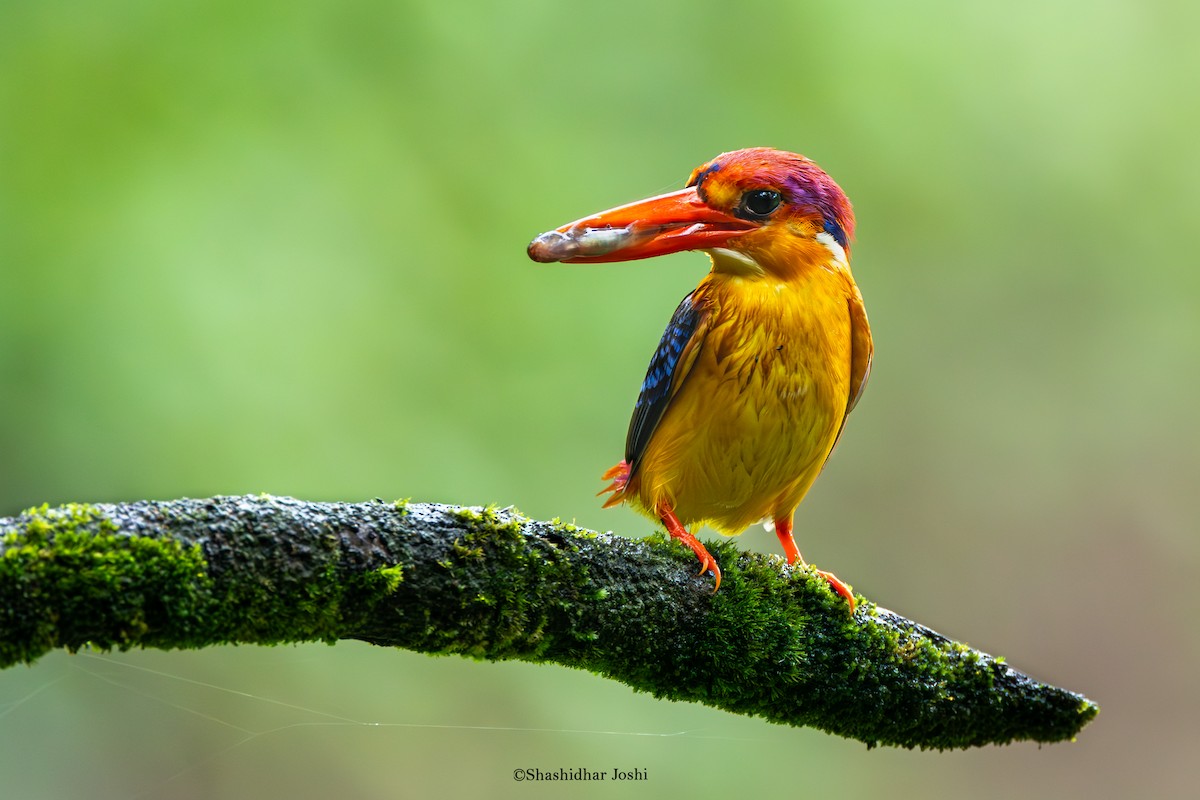 Black-backed Dwarf-Kingfisher - ML642152665