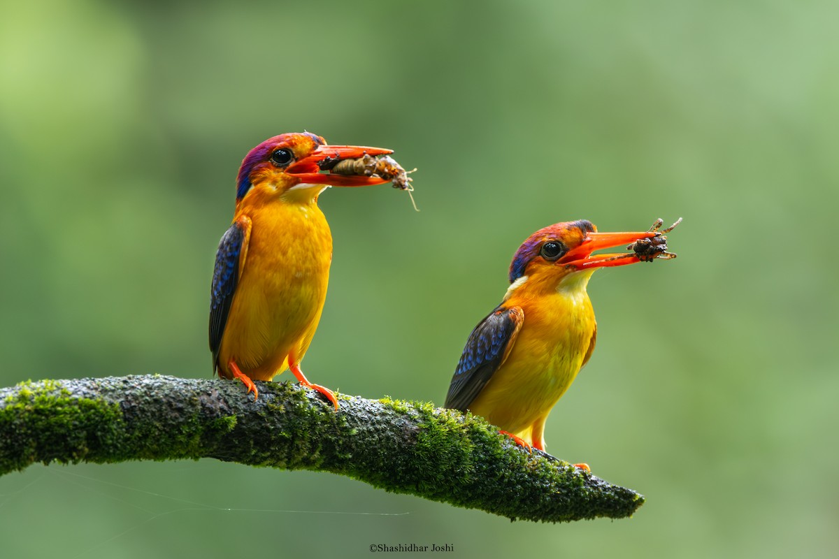 Black-backed Dwarf-Kingfisher - ML642152666