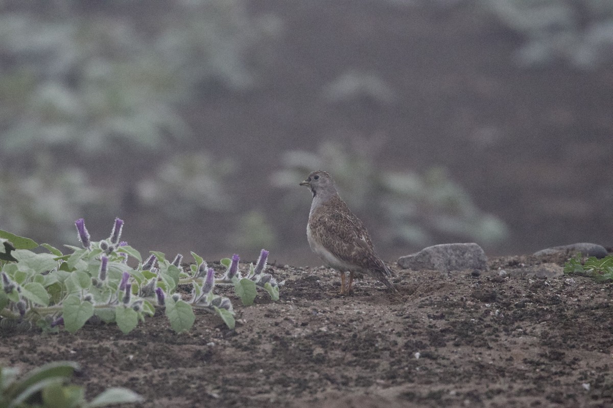 Least Seedsnipe - ML642152667