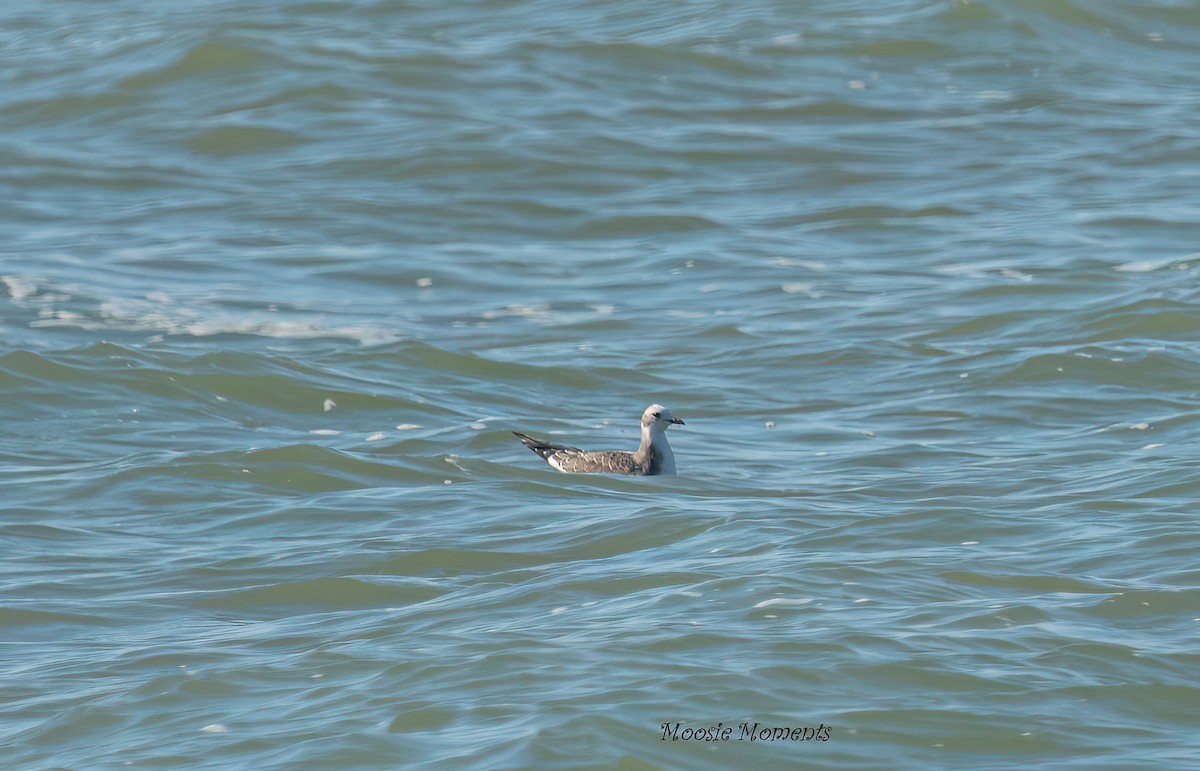 Sabine's Gull - ML642152671