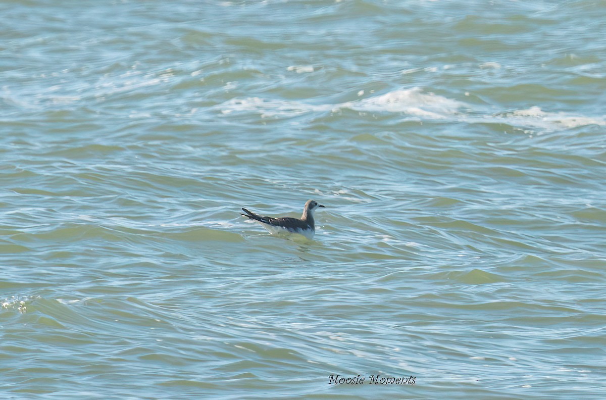 Sabine's Gull - ML642152672