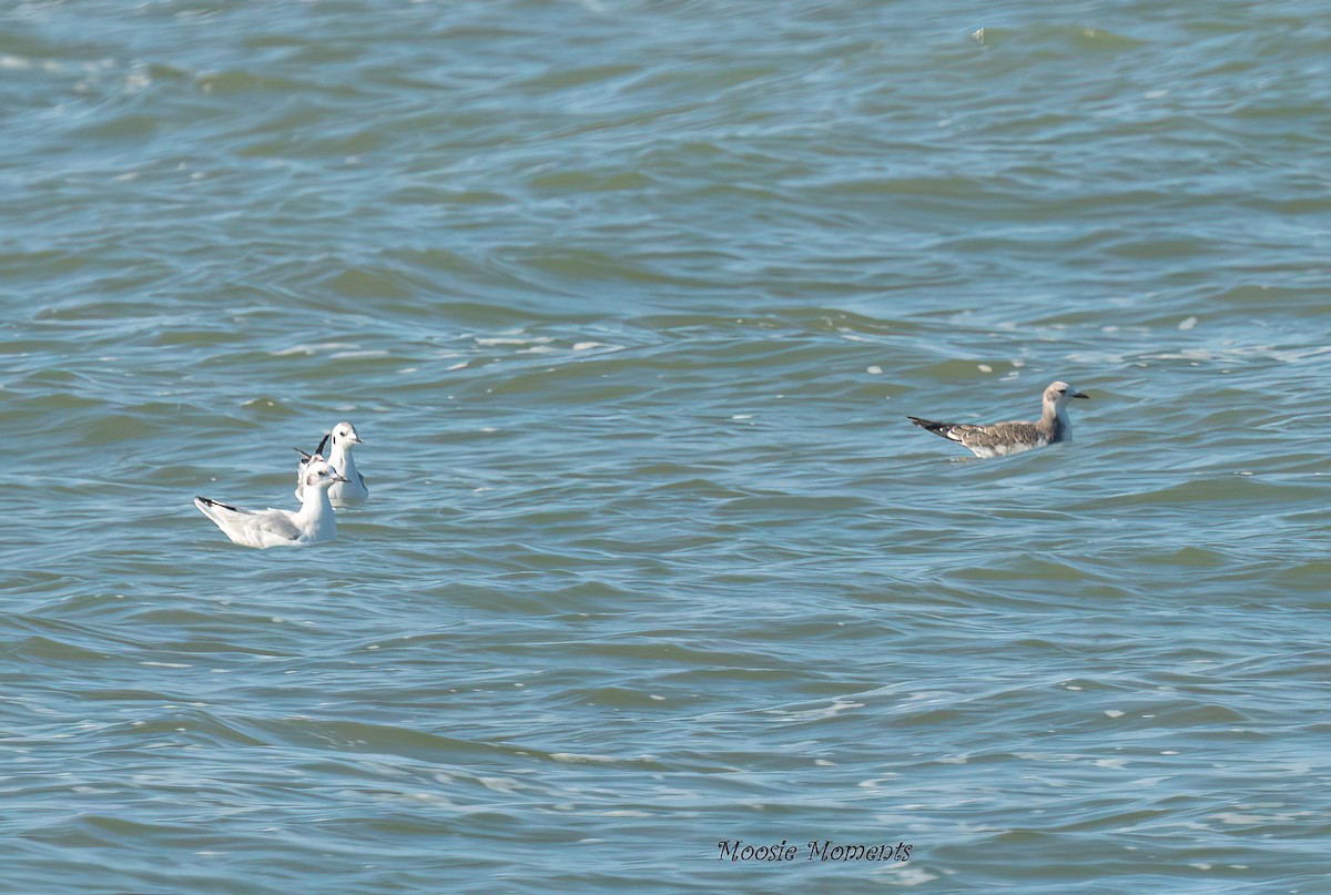 Sabine's Gull - ML642152673