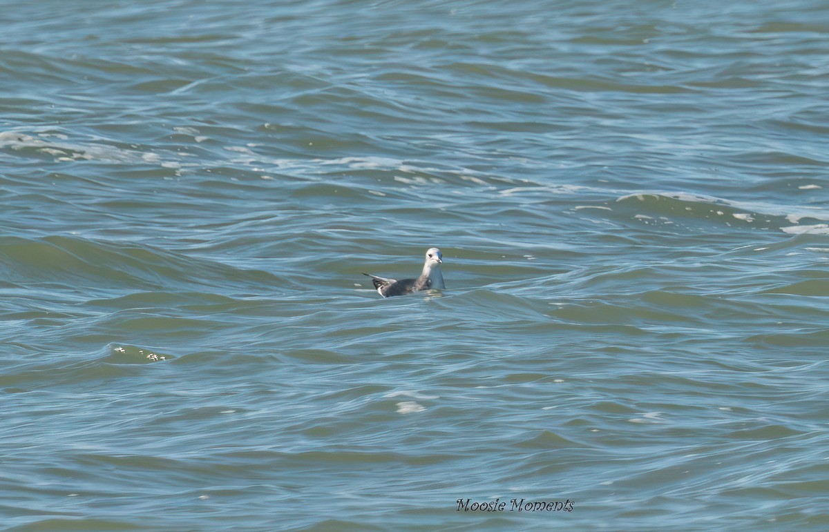 Sabine's Gull - ML642152674