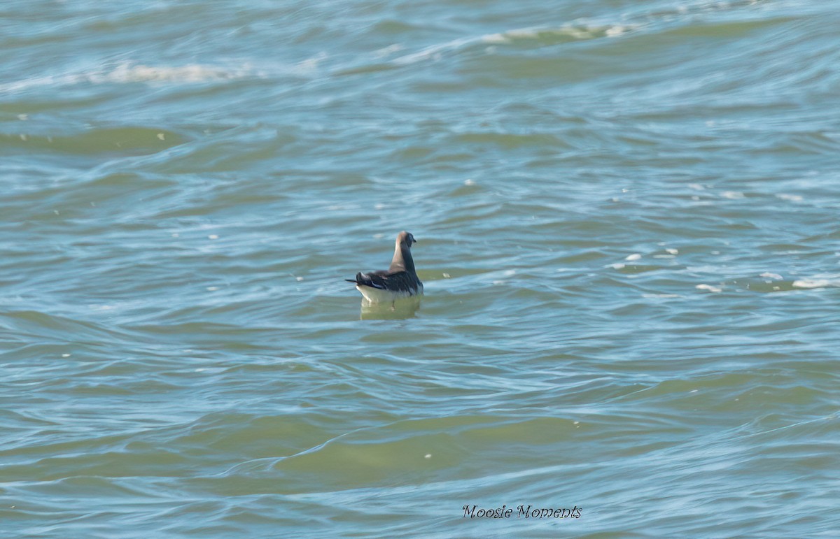 Sabine's Gull - ML642152675