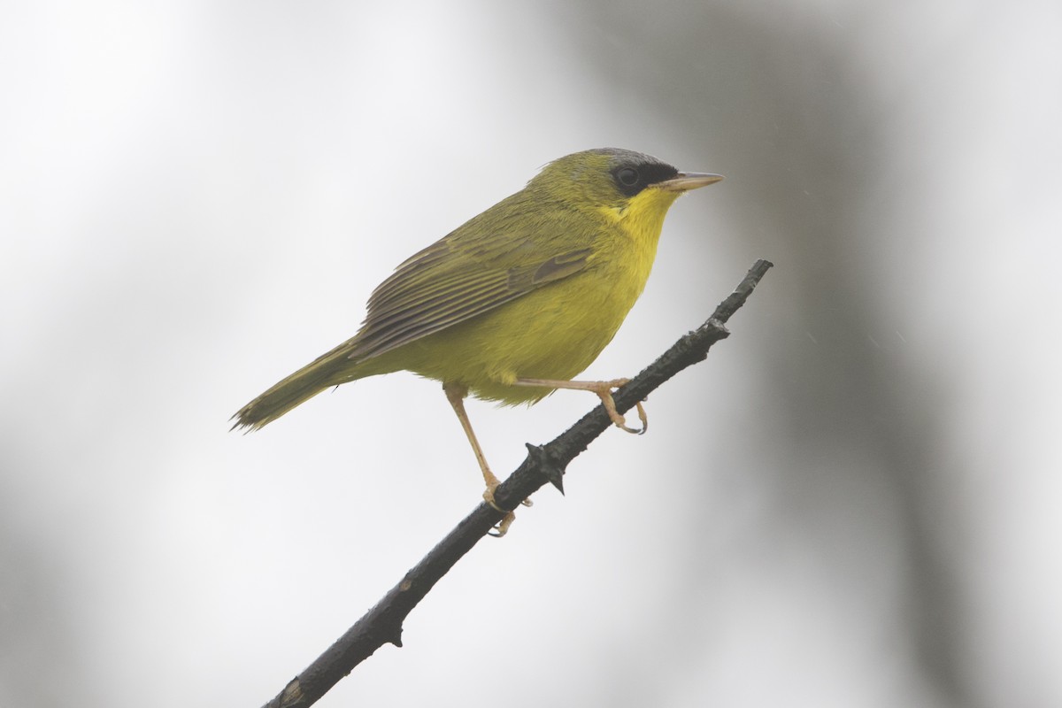 Black-lored Yellowthroat - ML642152683