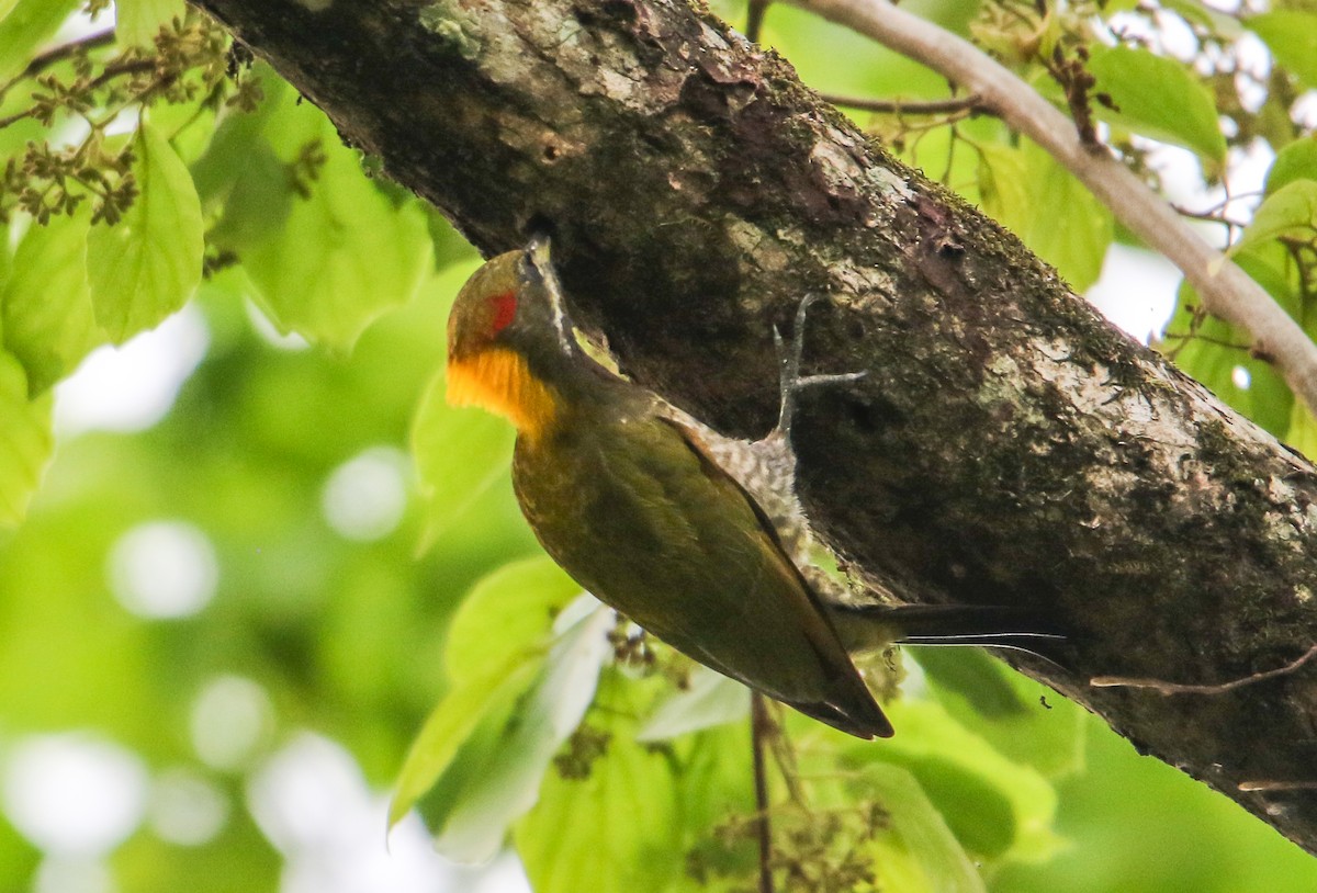 Lesser Yellownape - ML642152690