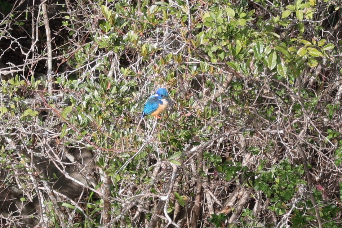Half-collared Kingfisher - ML642152700