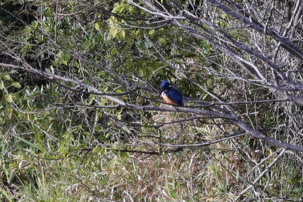 Half-collared Kingfisher - ML642152701