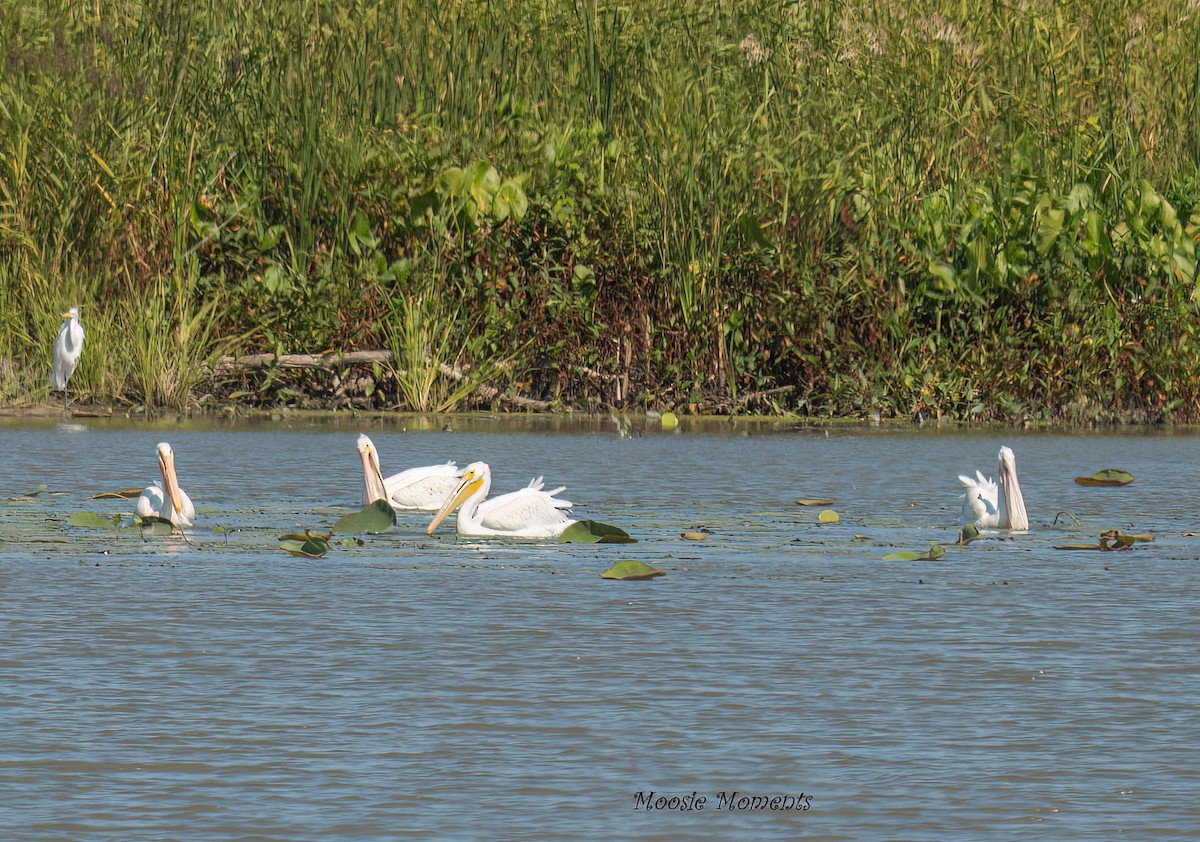 Nashornpelikan - ML642152719