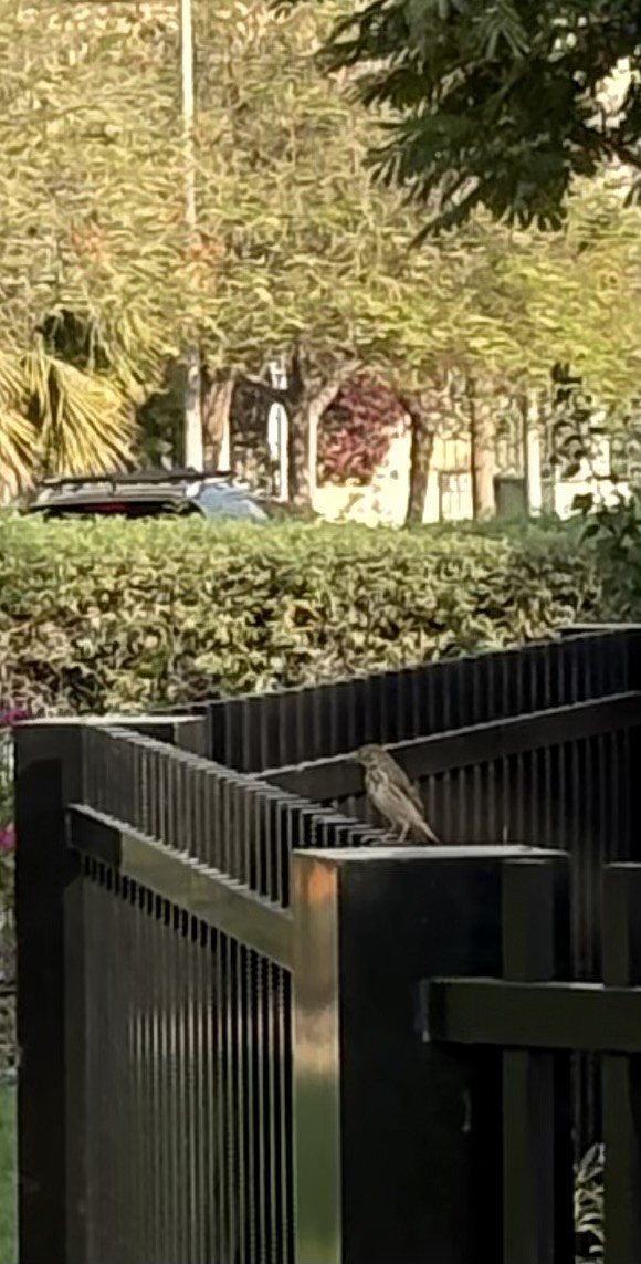 Tree Pipit - ML642152729